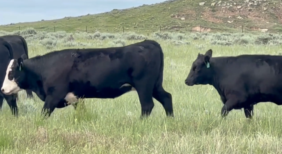 250 Bred heifers - BH701C5